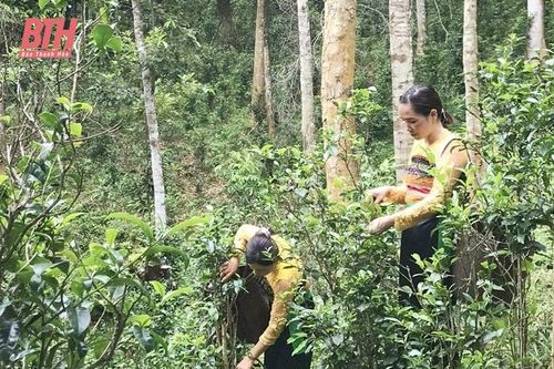 Chè Tán Ma Hiền Kiệt: Từ cây nhà lá vườn đến sản phẩm OCOP