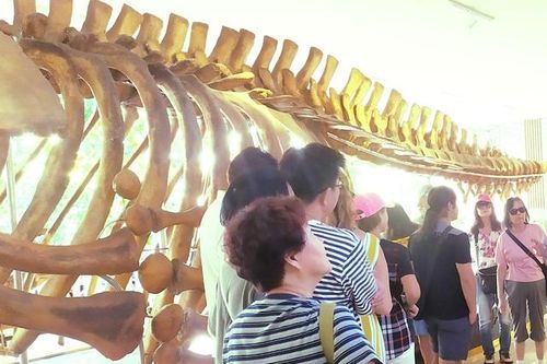 Du khách thích thú đi xem bộ xương động vật quý hiếm 'khổng lồ' ở Khánh Hòa
