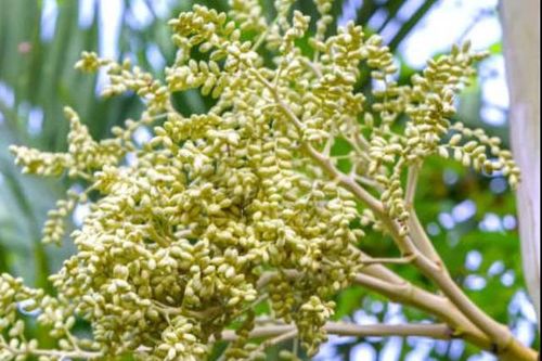 Trồng cây cau cảnh trong nhà sẽ hạn chế được tia tử ngoại từ các thiết bị điện gây hại cho con người