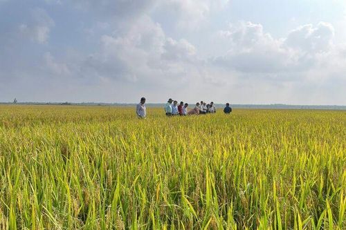 Huyện Tri Tôn đảm bảo sản xuất vụ hè thu