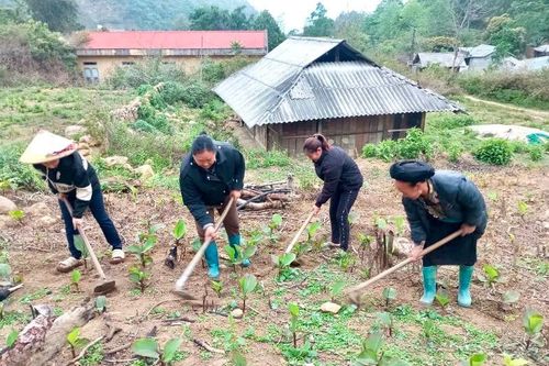 Nông dân Phong Thổ tập trung chăm sóc dong riềng