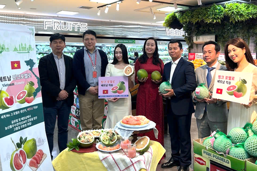 Trái bưởi Việt Nam chính thức có mặt trên kệ hàng Lotte Mart Hàn Quốc