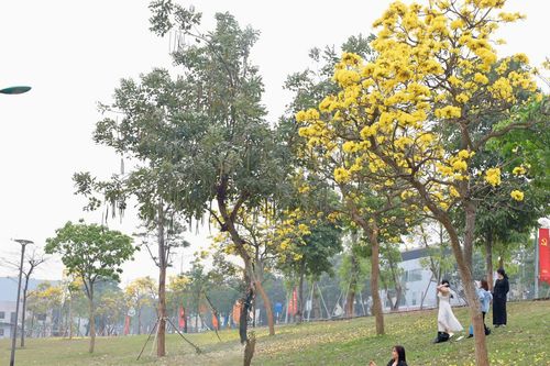 Sắc hoa trên phố