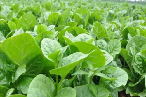 Ăn rau mồng tơi thường xuyên vào mùa hè có tác dụng gì?