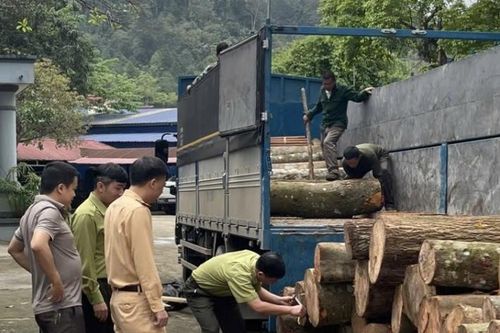 Phát hiện 2 vụ vận chuyển cá thể rắn và lâm sản trái phép