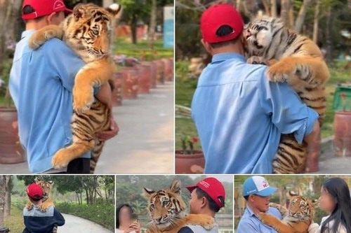 Cơ quan chức năng 'tuýt còi' Khu du lịch để khách tham quan ôm ấp, vuốt ve hổ
