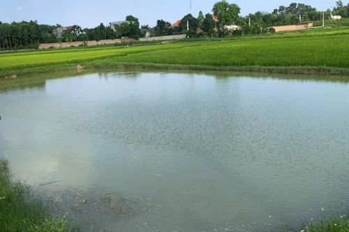 Chèo thuyền trên ao, học sinh lớp 9 bị đuối nước tử vong