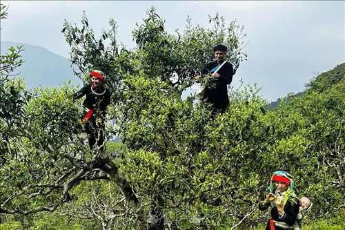 Chè Shan tuyết trăm năm tuổi vào vụ giữa đại ngàn Tây Côn Lĩnh