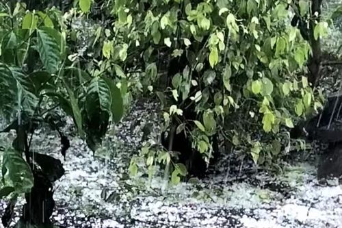 Mưa đá làm tốc mái 2 ngôi nhà và hàng chục hécta cây trồng bị ảnh hưởng