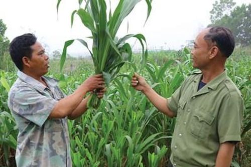 Đảng viên người Pa Cô làm kinh tế