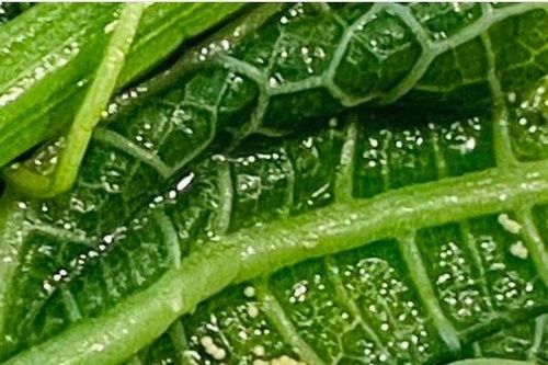 Lấy rau từ quầy buffet ở khách sạn, vị khách tá hỏa khi phát hiện những đốm màu vàng lạ