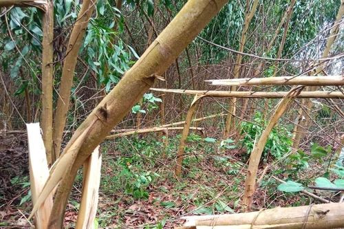 Nhiều diện tích rừng keo ở huyện Yên Thành bị đổ gãy do giông lốc