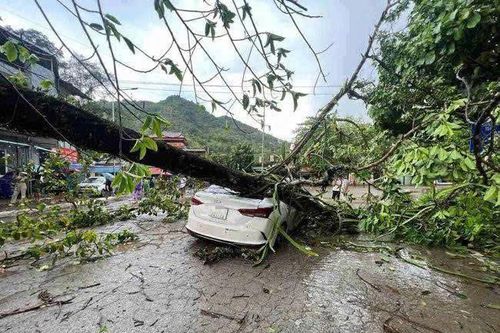 Mưa dông trút xuống TP Hòa Bình, cây đa cổ thụ bật gốc đè bẹp ô tô chở 4 người