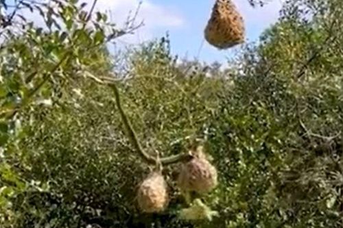 CLIP: Mò lên tổ chim thợ dệt kiếm ăn, rắn lục boomslang nhận ngay 'quả báo' nhưng cái kết mới bất ngờ