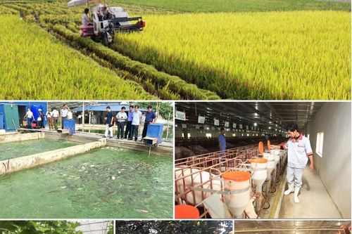 Sản xuất nông nghiệp 4 tháng đầu năm: Diện tích rừng trồng mới tăng mạnh, thủy sản nuôi trồng chuyển biến tích cực