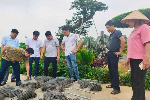 Tận dụng lợi thế địa phương để phát triển mô hình nuôi dúi