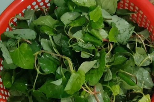 Nước ép rau diếp cá bổ dưỡng nhưng 'đại kỵ' với một số người