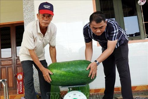 Làng bí đao khổng lồ vào chính vụ thu hoạch, thu hút du khách