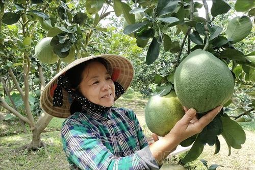Bưởi da xanh tăng giá trở lại