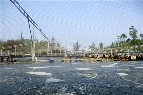 Thanh Hóa: Nhiều hộ nuôi tôm tự phát, trái phép tại khu vực ven biển