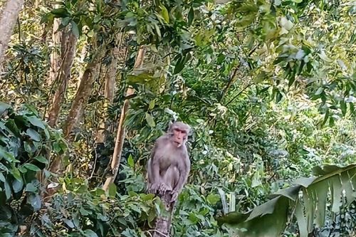 Tìm cách bảo vệ, di dời đàn khỉ hoang phá hoa màu của người dân