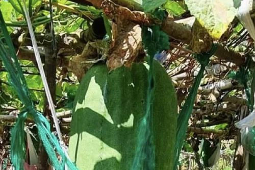 Cận cảnh bí đao khổng lồ nặng hơn 60kg ở Bình Định