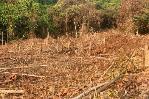 Một người bị phạt 37,5 triệu đồng vì phá rừng trái pháp luật