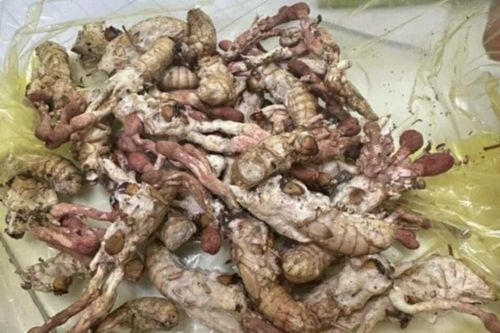 Nhập viện vì ăn nấm mọc trên nhộng ve sầu, tưởng là 'đông trùng hạ thảo'