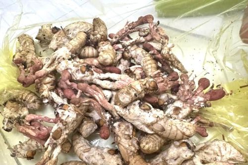 Nguy kịch vì ăn nấm mọc trên nhộng ve sầu