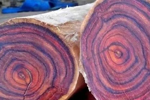 Kỳ lạ loại gỗ thối như 'tre ngâm' nhưng giá tiền tỷ