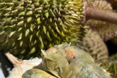 Giống sầu riêng có màu như bị mốc nhưng hương vị đặc biệt, giá bán hơn 600 nghìn đồng 1 ký