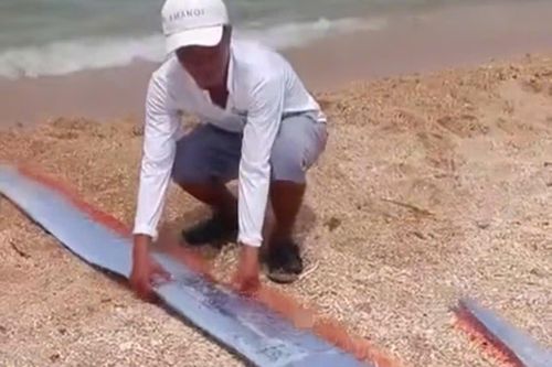 Cá mái chèo quý hiếm dài gần 2m dạt vào bãi biển Ninh Thuận