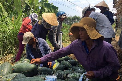 Dưa hấu tại Quảng Nam giảm năng suất, giá chỉ còn 1.500 đồng/kg