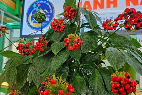 'Tri thức dân gian về sâm Ngọc Linh' là Di sản Văn hóa phi vật thể quốc gia