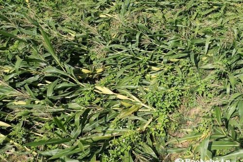Nhiều diện tích ngô ở Thanh Chương bị đổ gãy do giông lốc