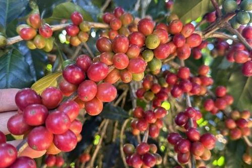 Xuất khẩu cà phê đón tín hiệu tích cực từ EU