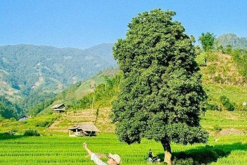 Đắm say mùa lúa xanh Nậm Cang