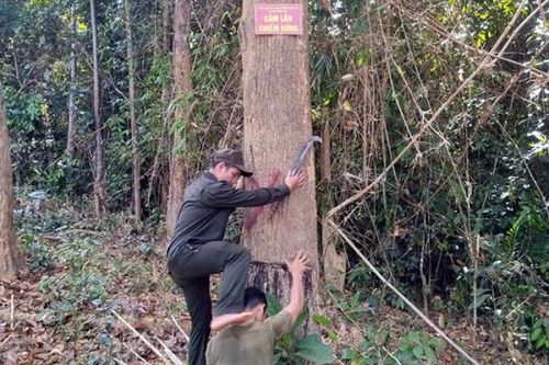 Bảo vệ rừng hiệu quả nhờ vào chính sách chi trả dịch vụ môi trường rừng
