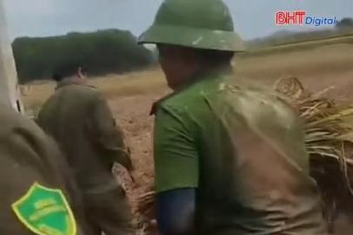 Xúc động hình ảnh công an xã giúp dân thu hoạch lúa sau mưa lũ