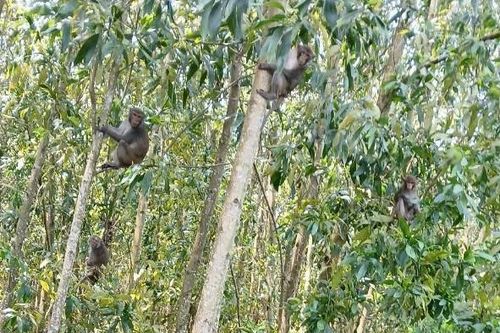 Quảng Ngãi: Khảo sát đàn khỉ hoang sinh sống gần khu dân cư, phá hoại hoa màu