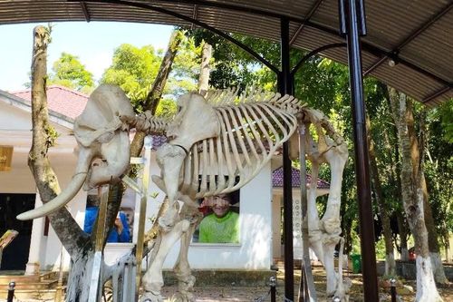 Từ tiêu bản voi rừng, lan tỏa ý thức bảo tồn thiên nhiên