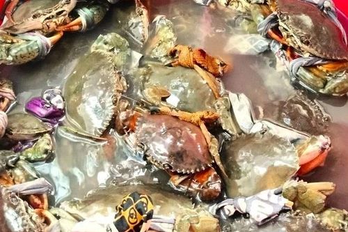 Cà Mau phấn đấu trở thành trung tâm nuôi cua lớn nhất nước