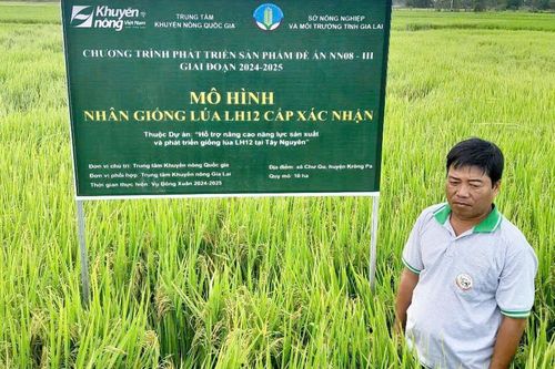 Krông Pa kỳ vọng giống lúa LH12