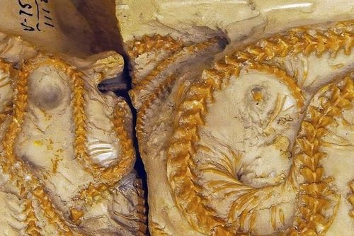 Phát hiện gây chấn động: Rắn cổ quấn chặt bên nhau 34 triệu năm trong lòng đất