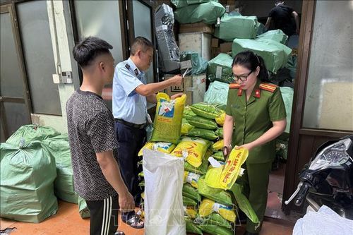 Tiêu hủy nhiều bao gạo và bao bì xâm phạm nhãn hiệu gạo ST25