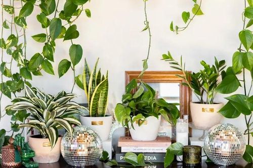 Giảm bụi mịn, ô nhiễm không khí trong nhà nhờ 6 loại cây quen thuộc