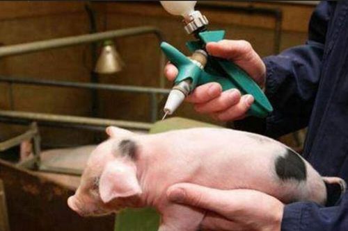Vắc xin thú y Việt Nam chinh phục thị trường thế giới