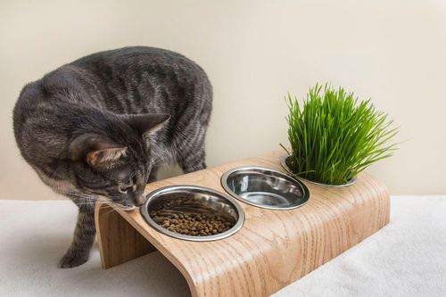 Cho mèo ăn gì để giảm rụng lông?