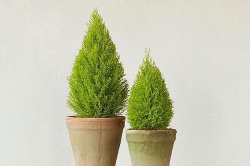 Những loại cây cảnh làm sạch không khí trong nhà