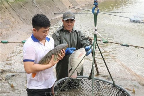 Tăng hiệu quả kinh tế trong nuôi trồng thủy sản nước ngọt